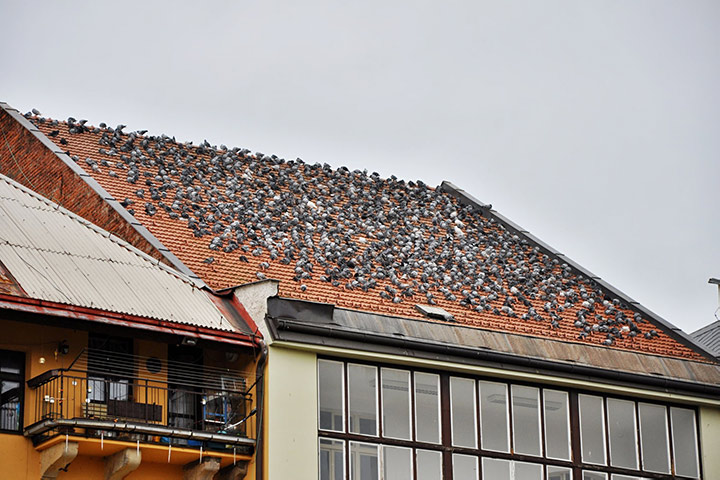A2B Pest Control are able to install spikes to deter birds from roofs in Bethnal Green. 
