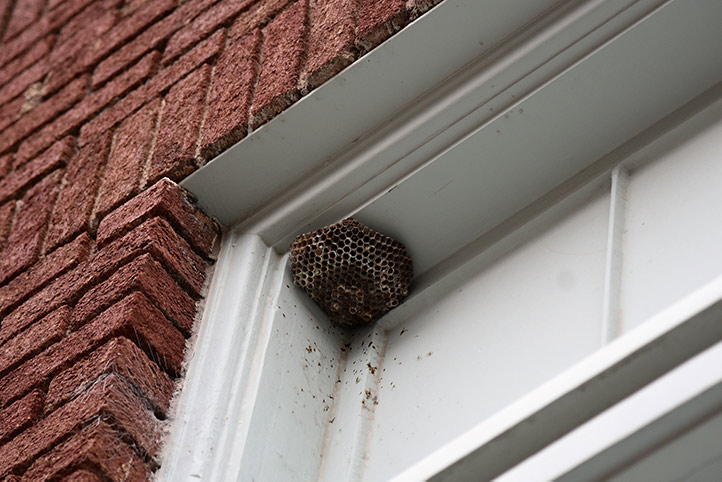 We provide a wasp nest removal service for domestic and commercial properties in Bethnal Green.